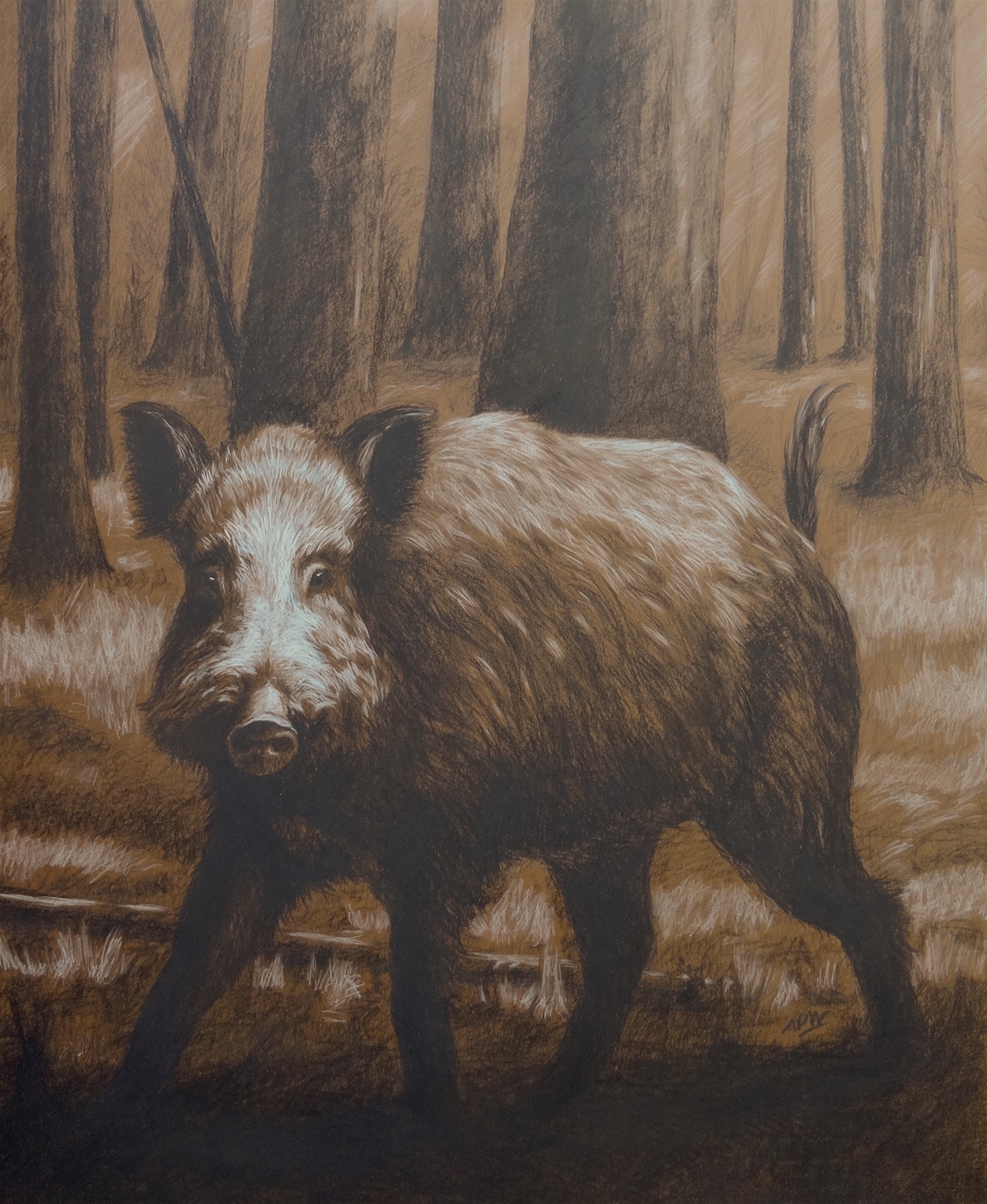 wild-boar-in-the-forest