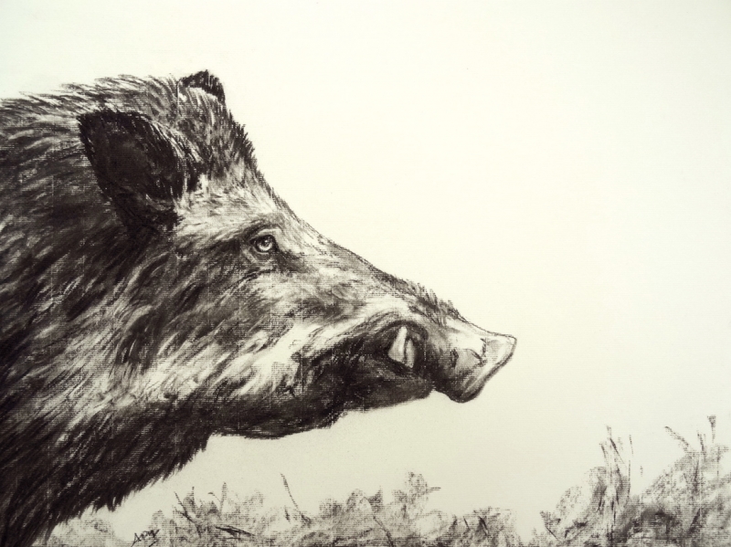 wild-boar-profile