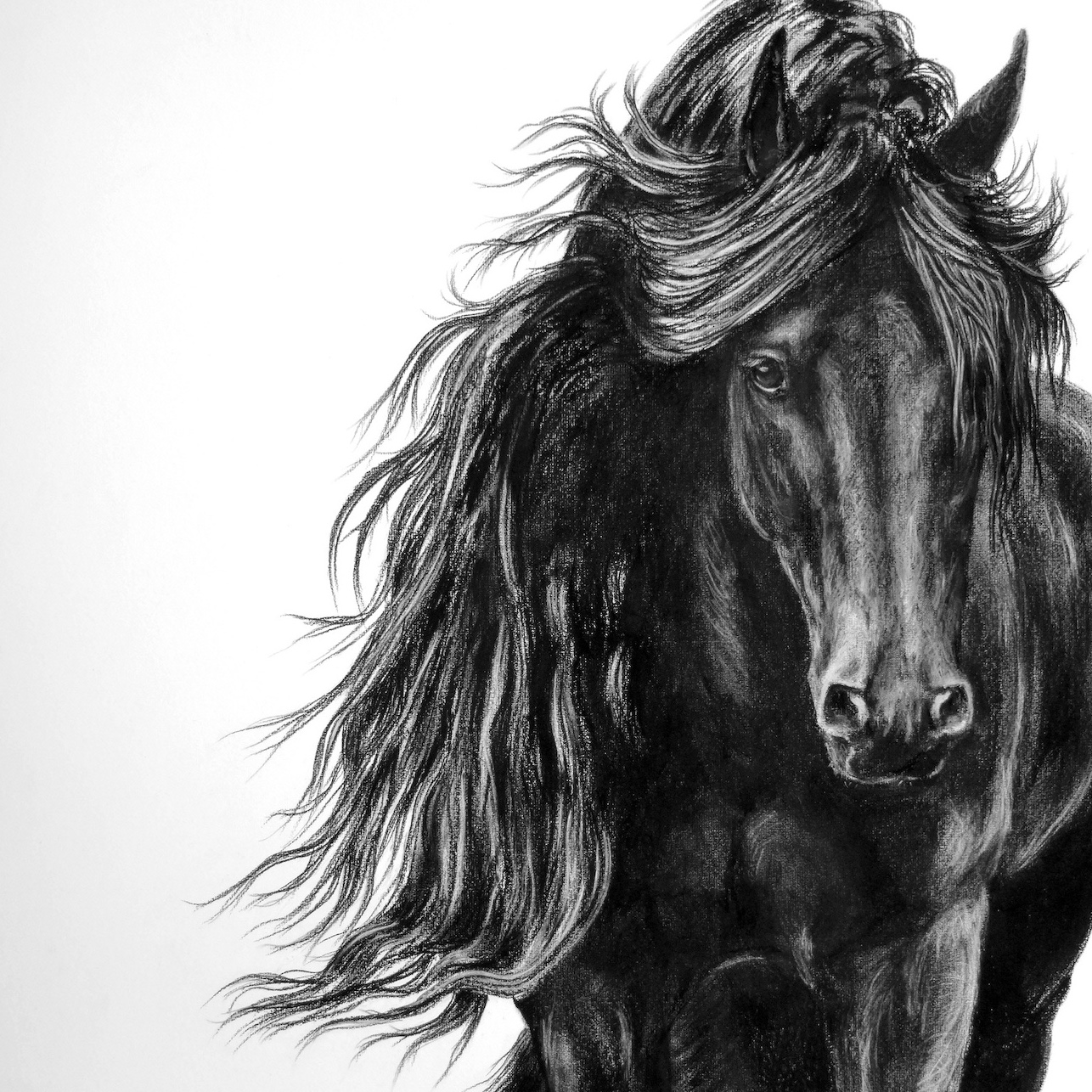 horses