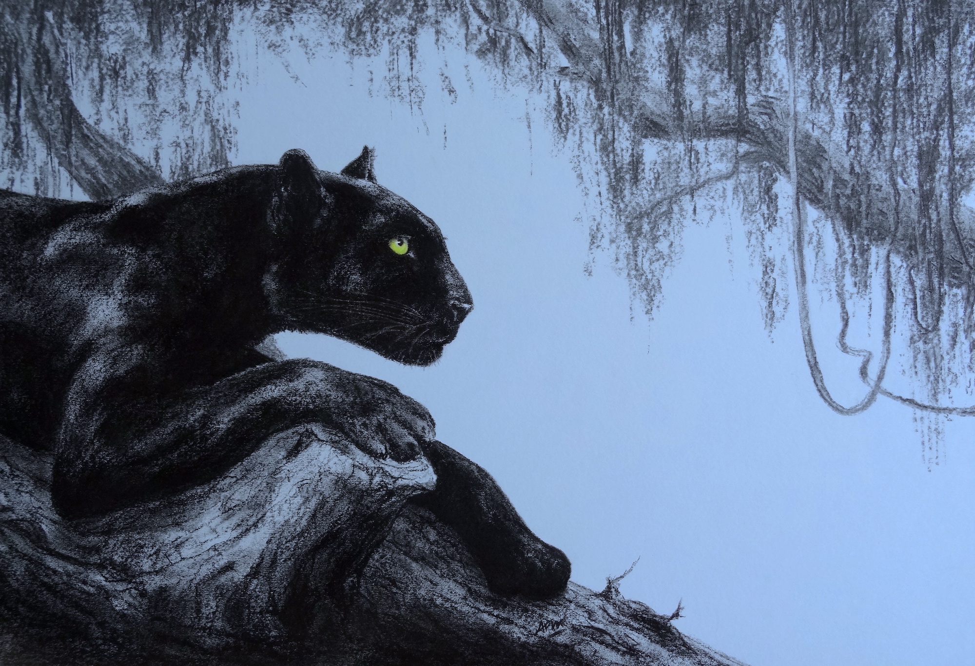 pantheres-noires