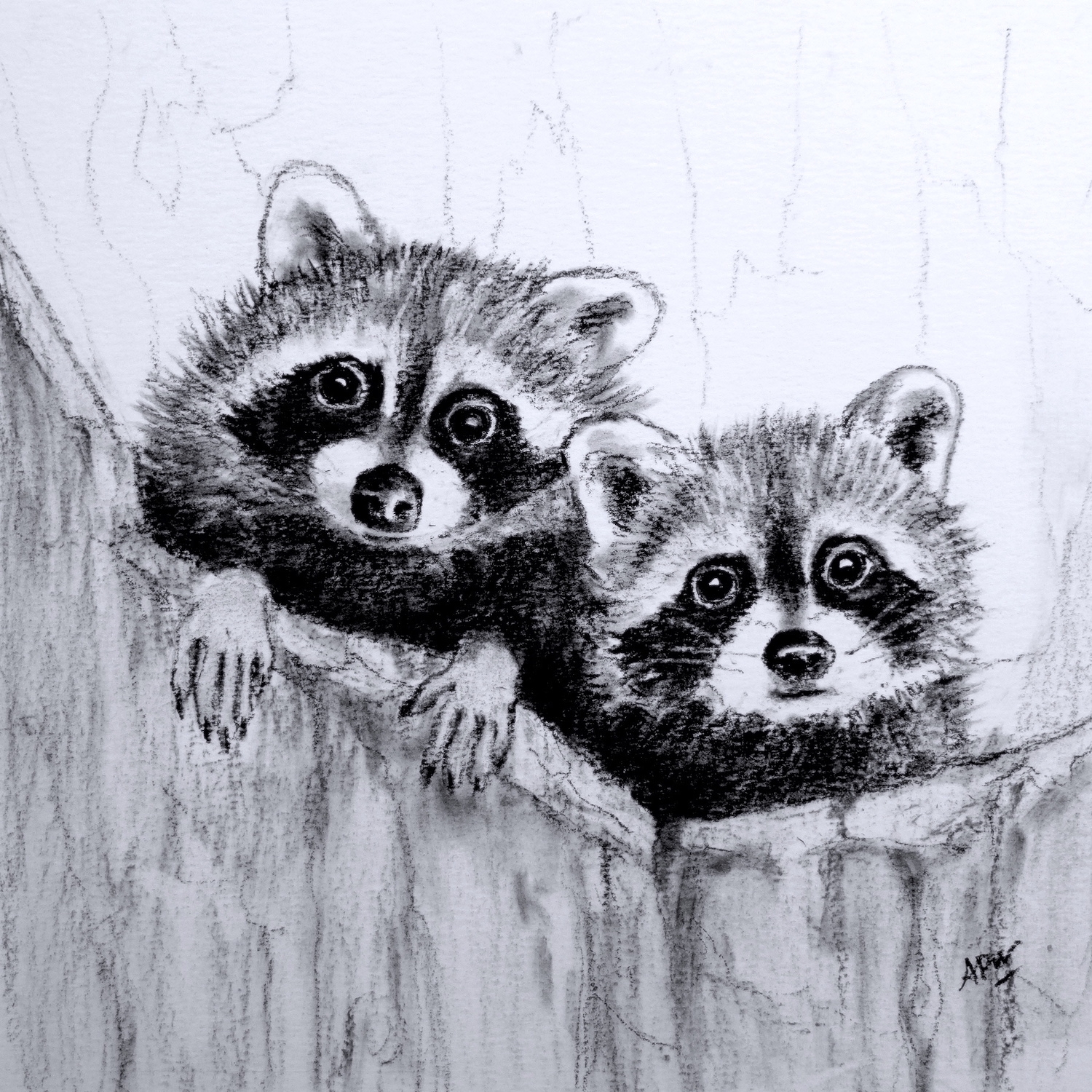 2-raccoons