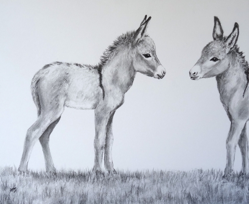 young-donkeys