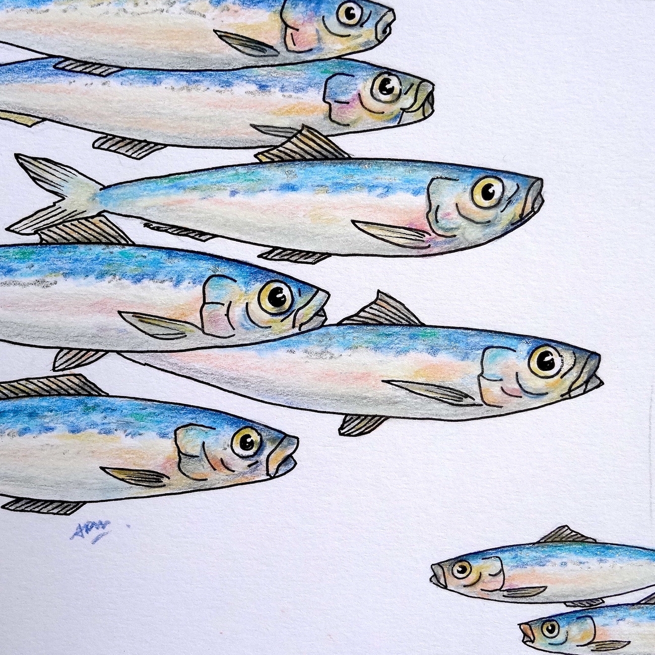 banc-de-sardines
