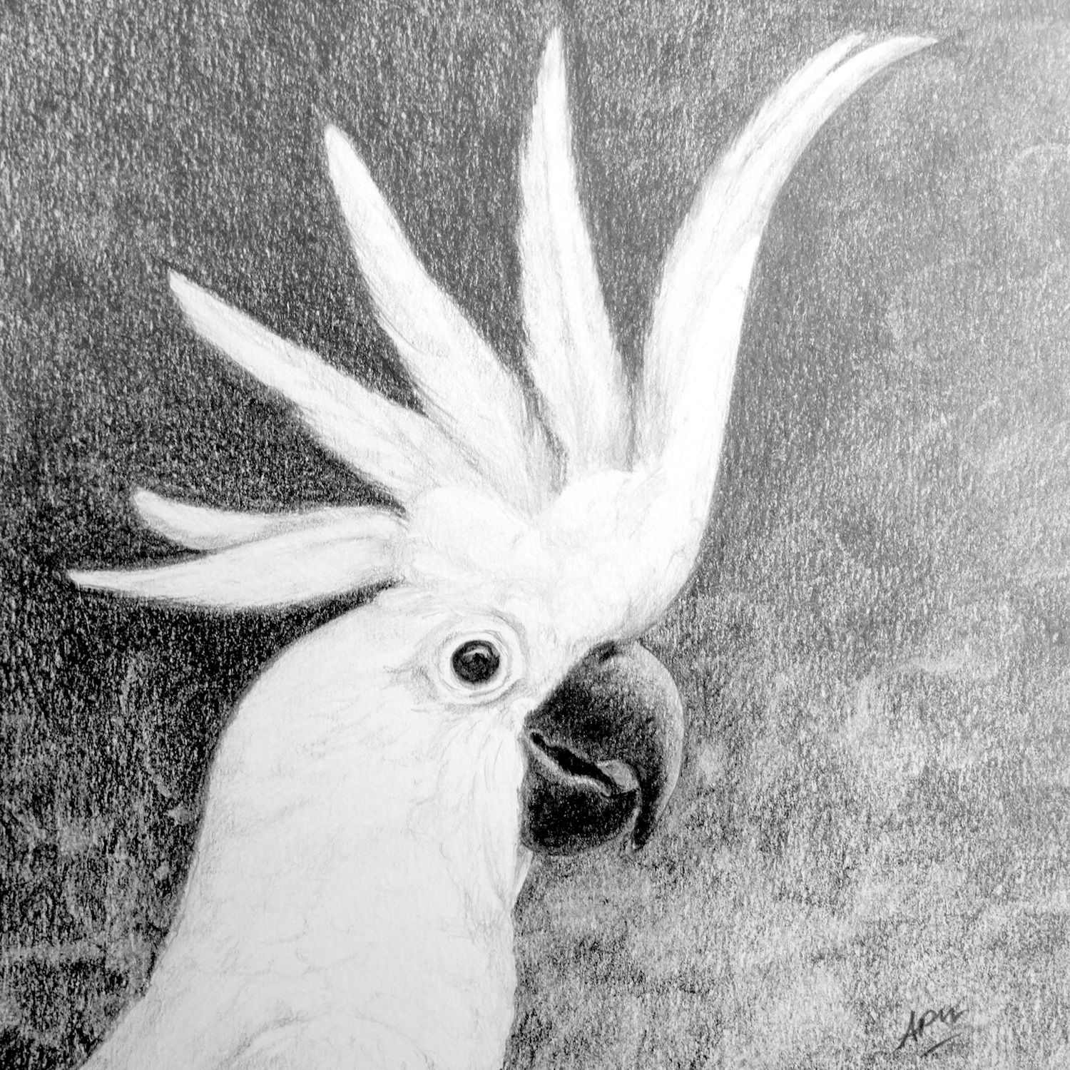 cockatoo-1