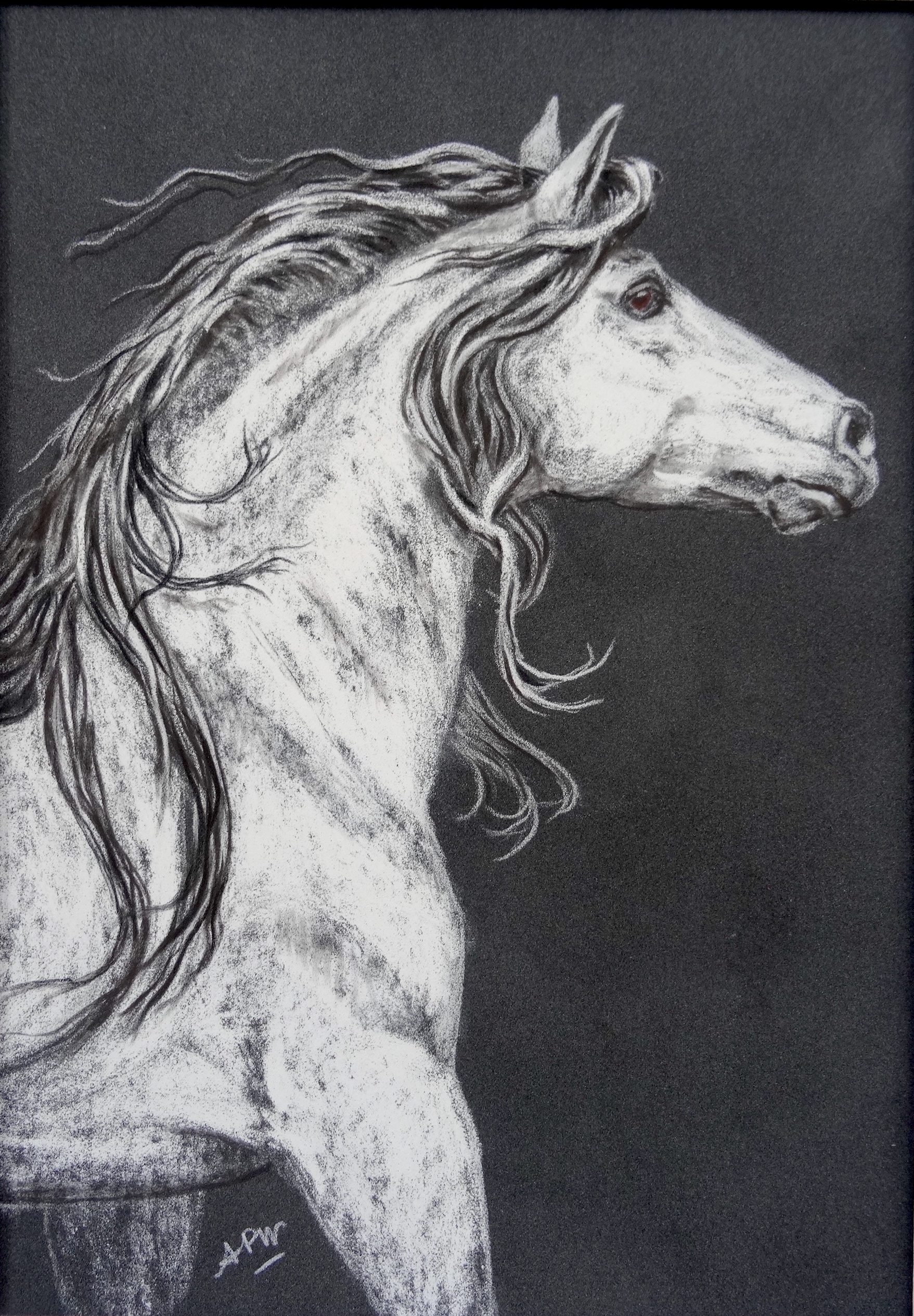 cheval-blanc-profil-30x40cm