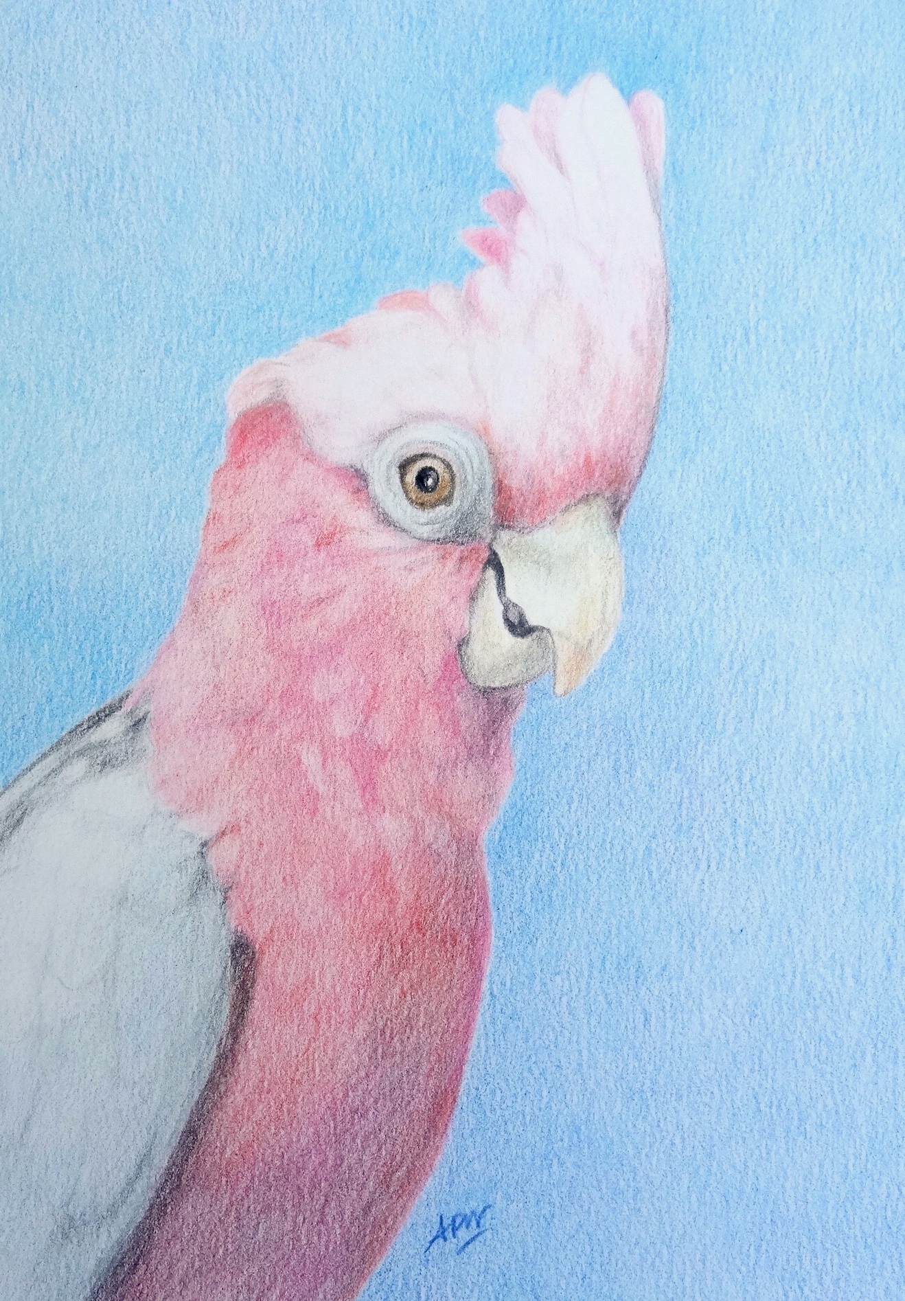 haka-dessin-sur-commande
