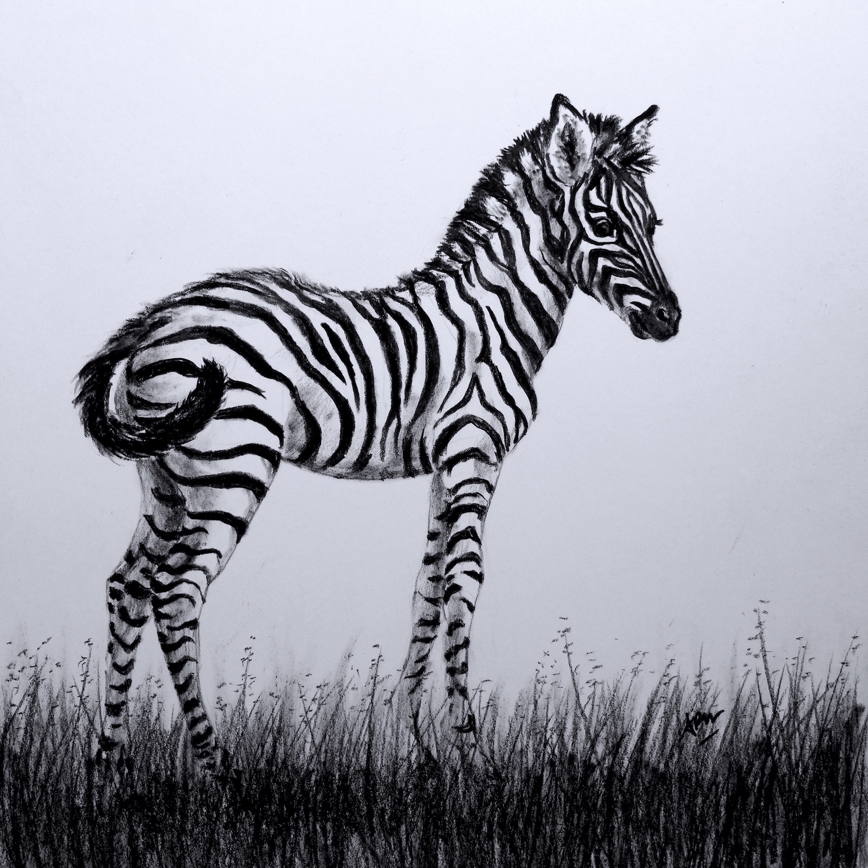 young-zebra