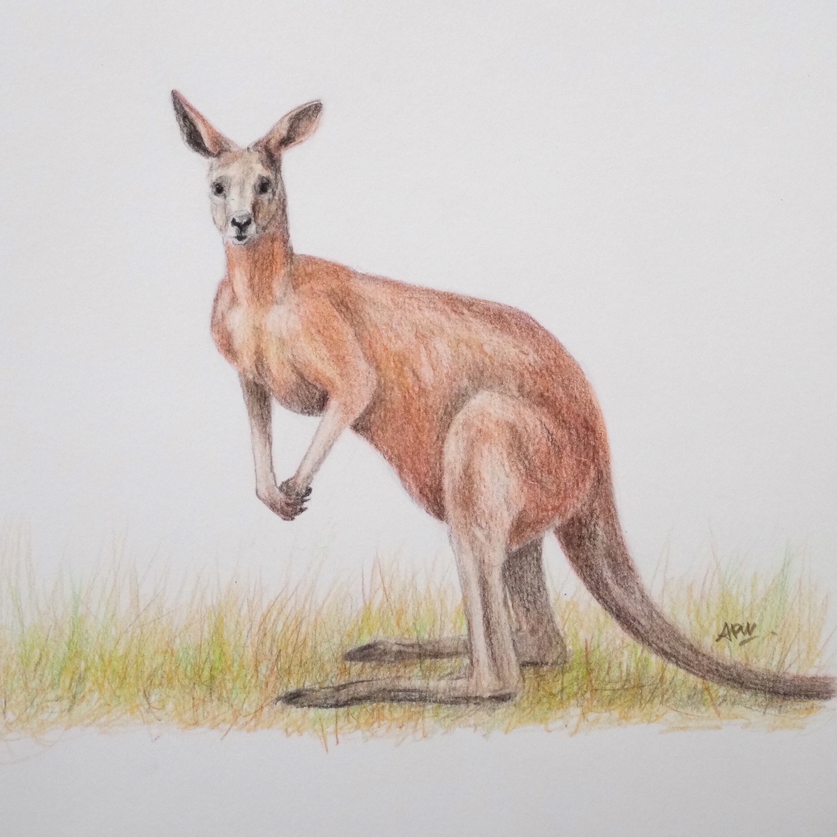kangourou