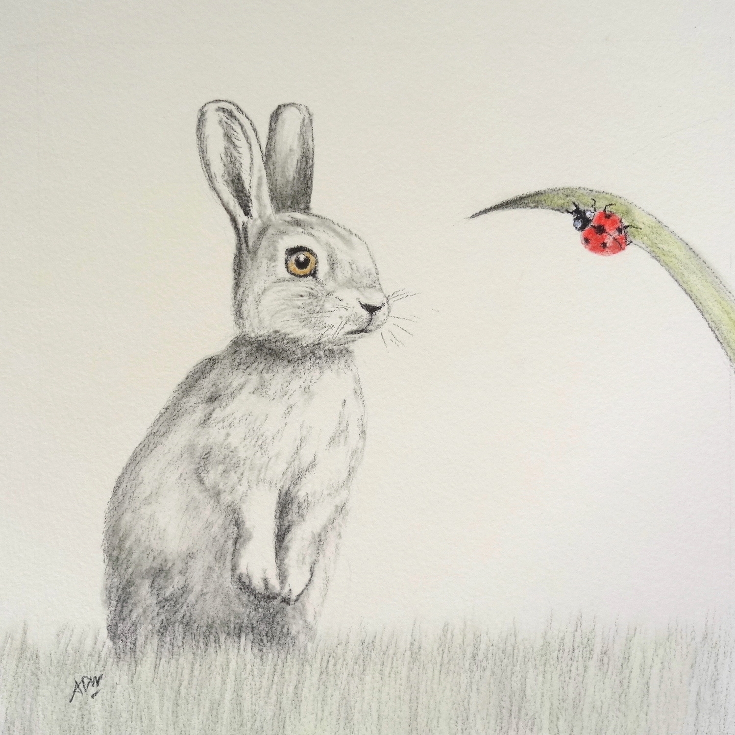 lapin-et-coccinelle