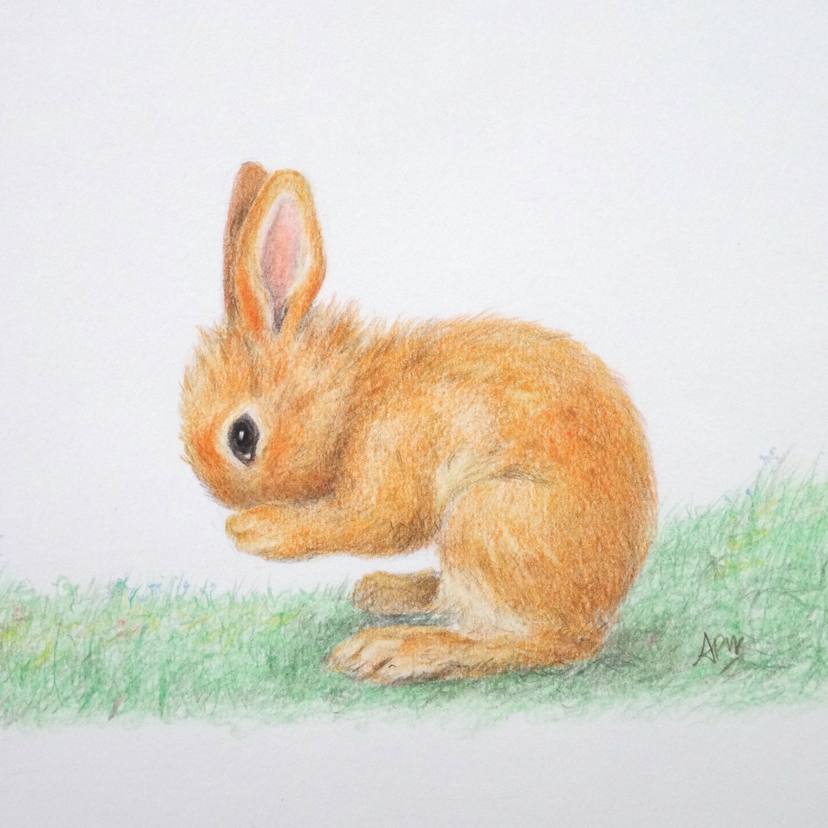 lapin-roux