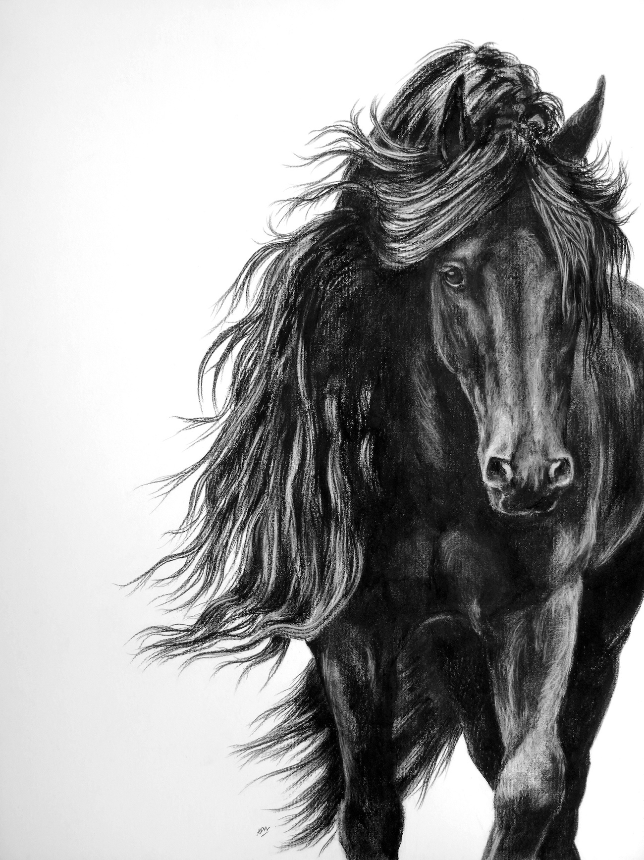 the-friesian-horse-on-the-move