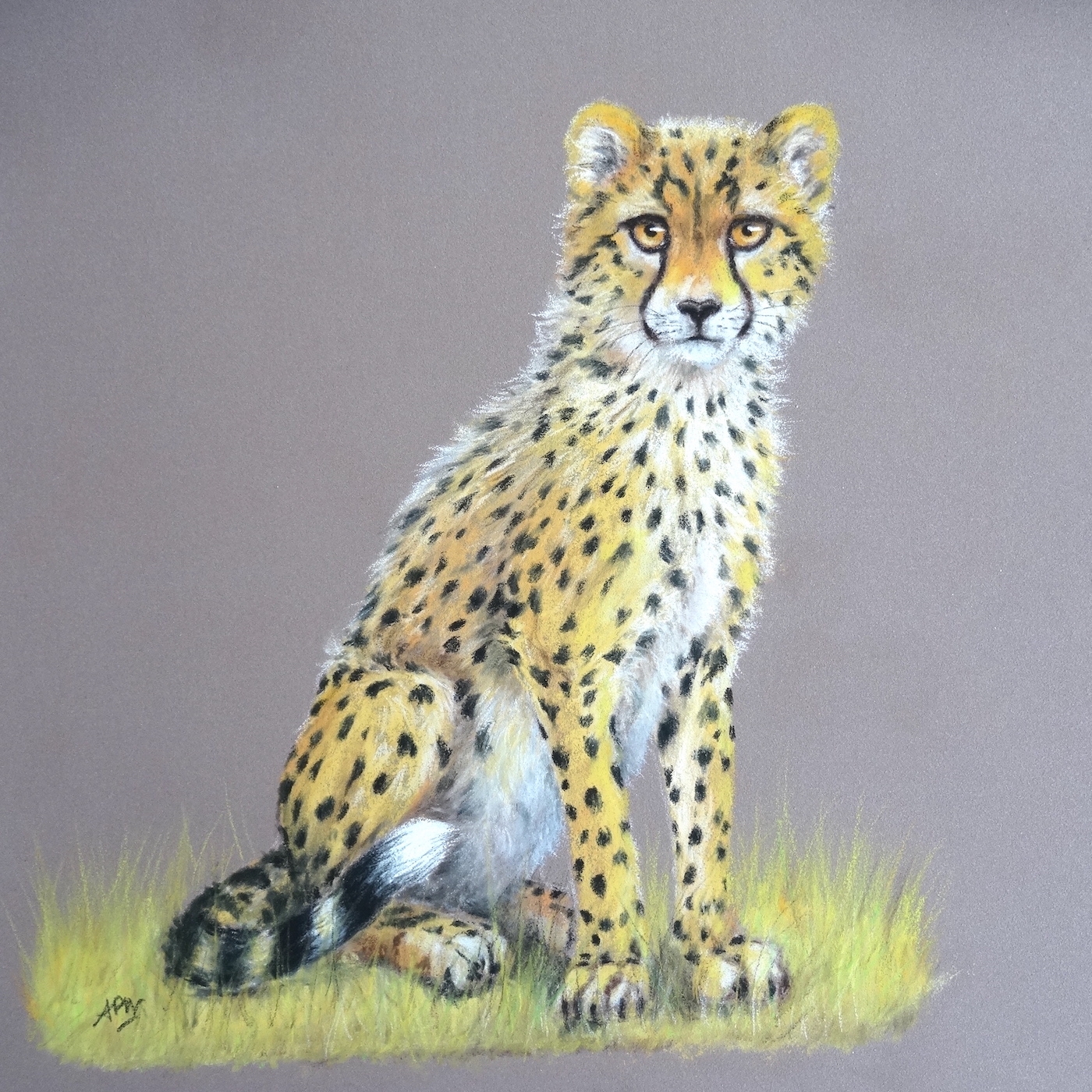 le-jeune-guepard-30x30cm