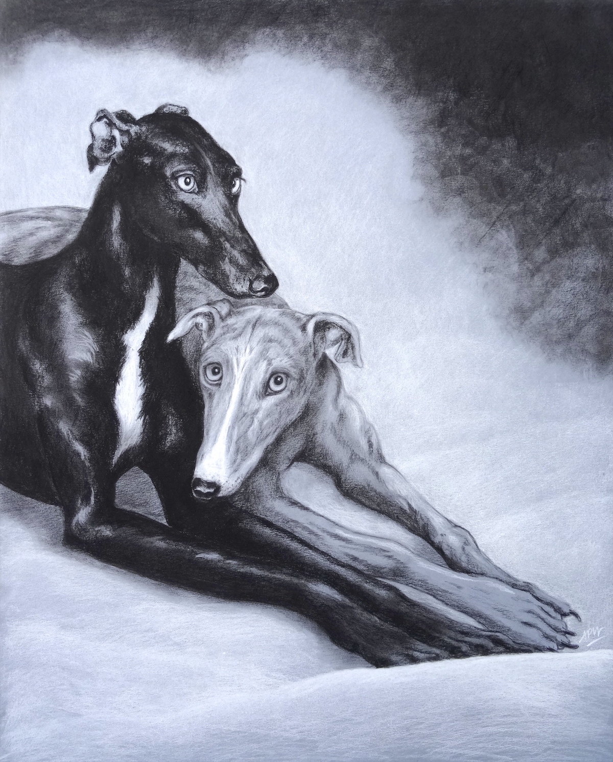 levriers-galgos-le-couple