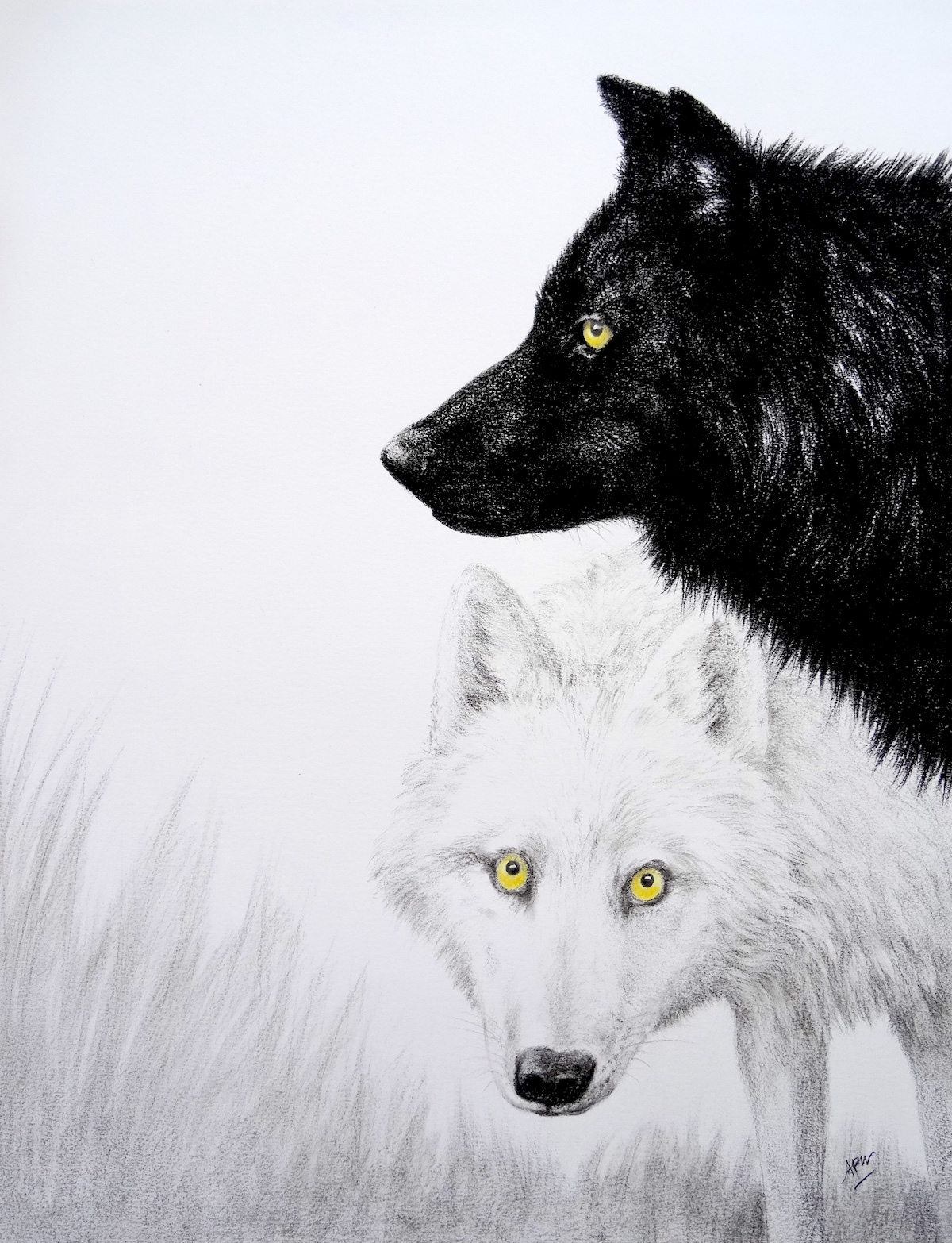 couple-loup-blanc-et-noir