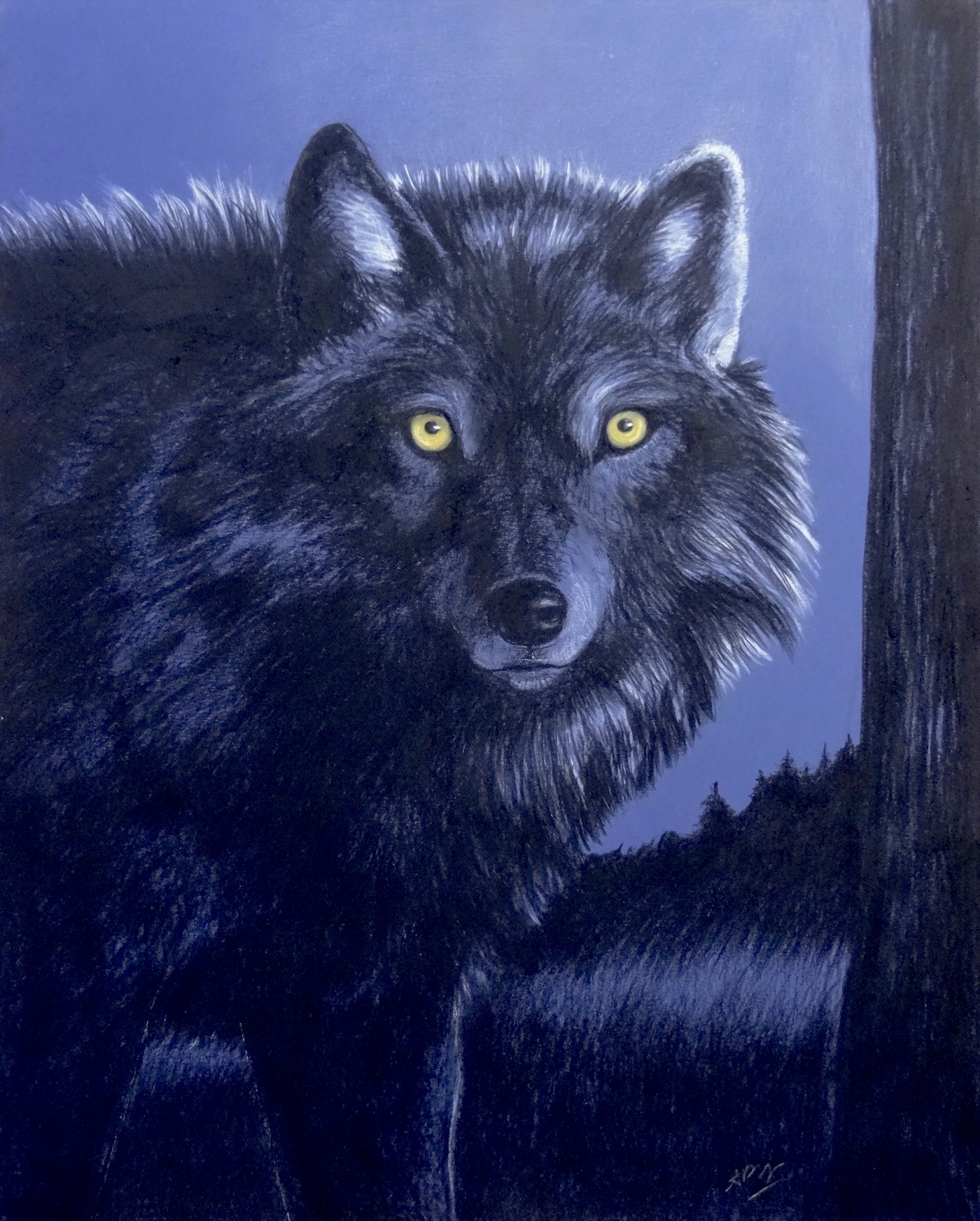 loup-noir-portrait