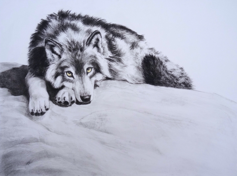 loup-la-sieste-60x80cm
