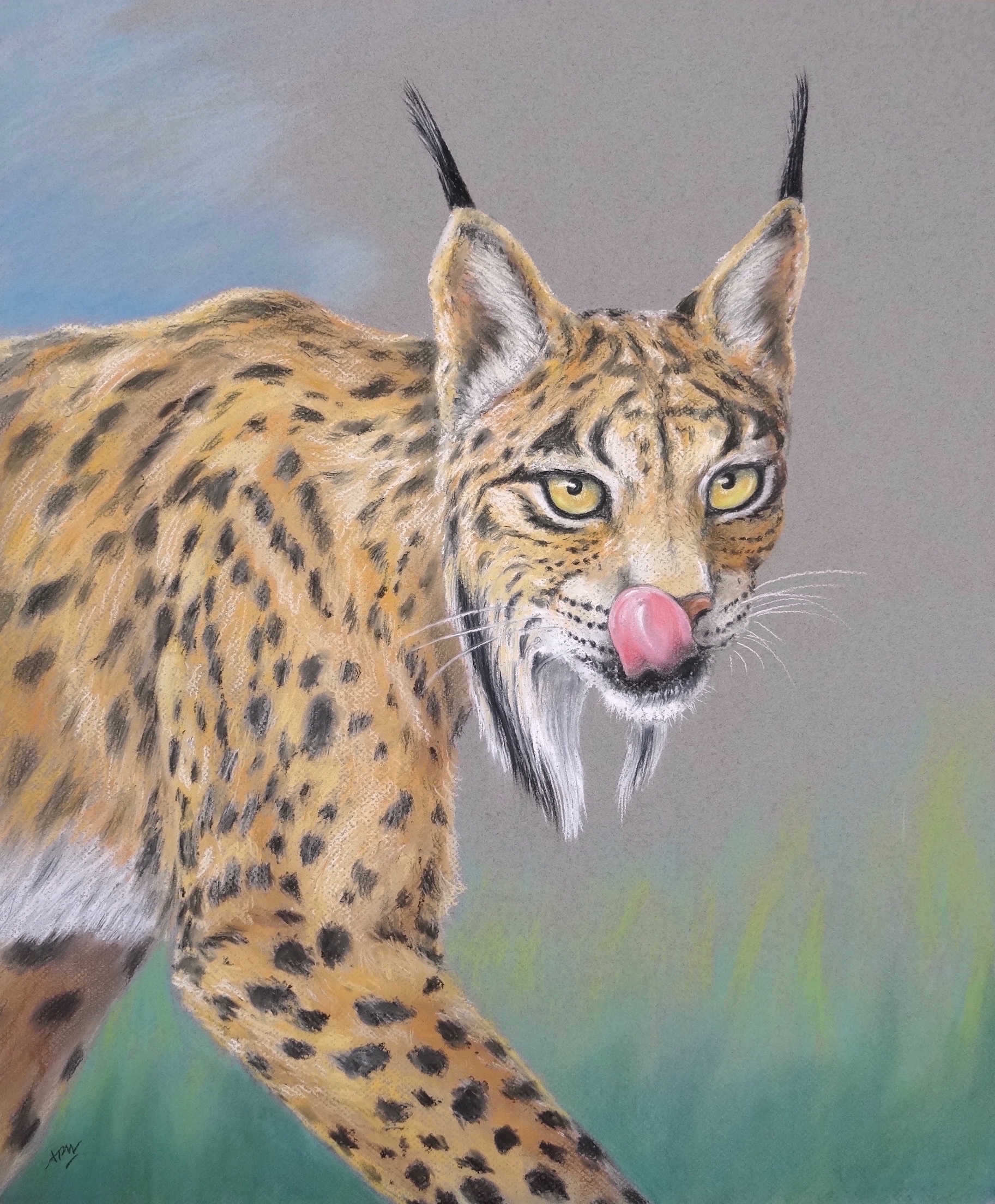 lynx-portrait