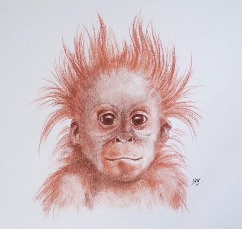 orang-outan-3