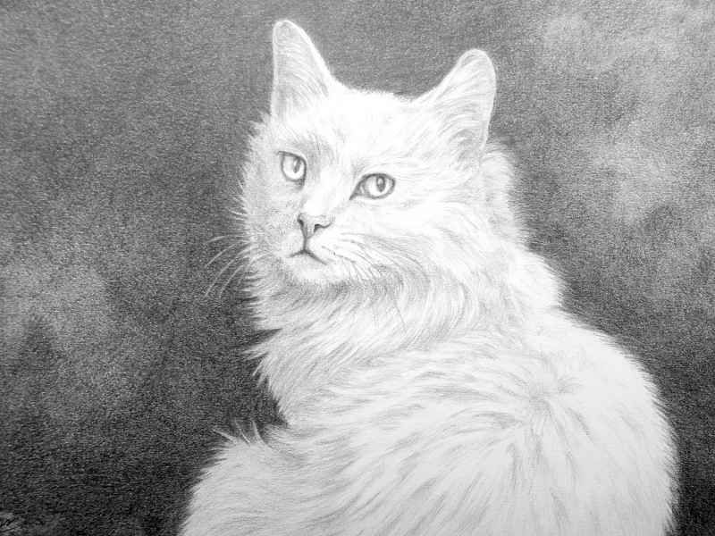 plume-dessin-sur-commande
