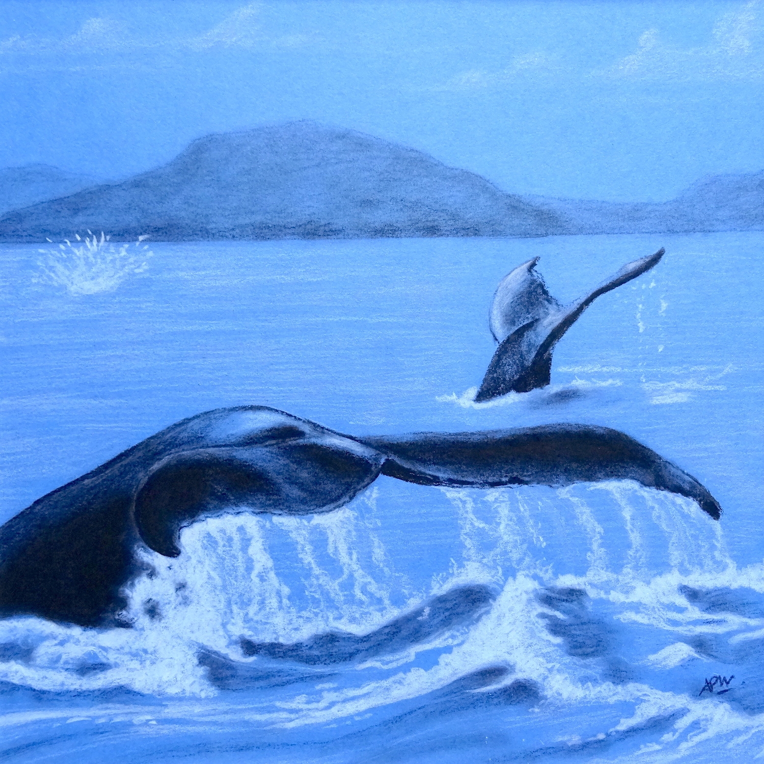 queue-de-baleines