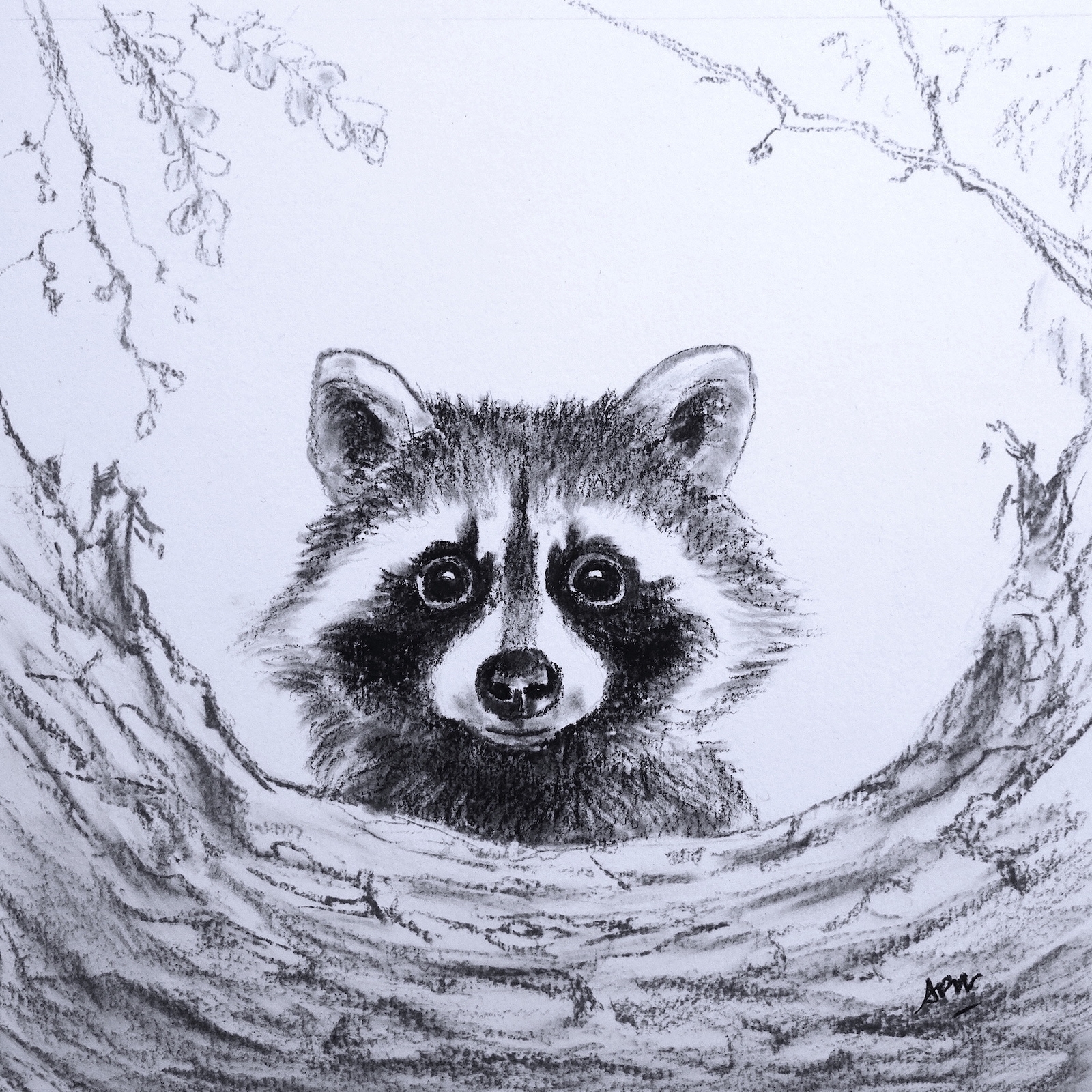 young-raccoon