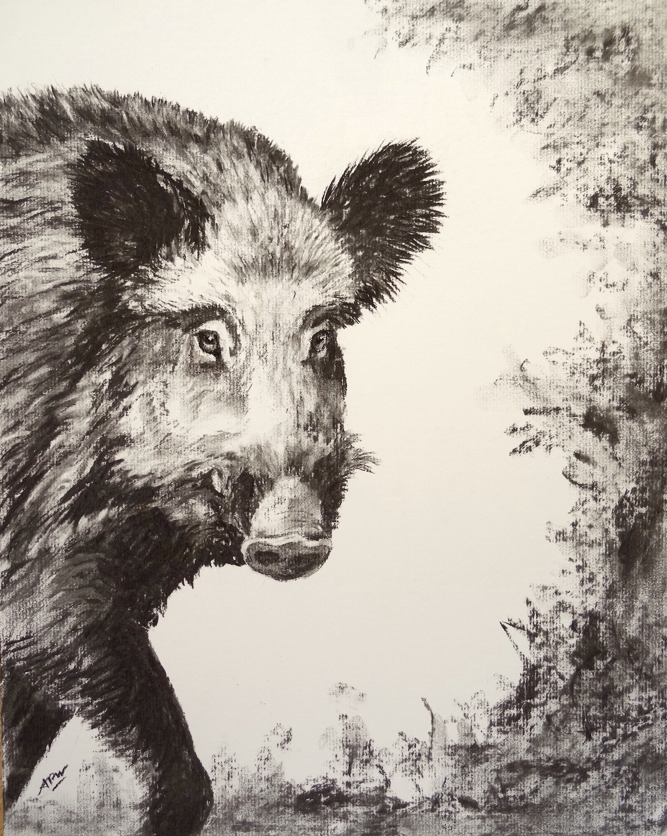 sanglier-de-profil-non-encadre-40x50cm