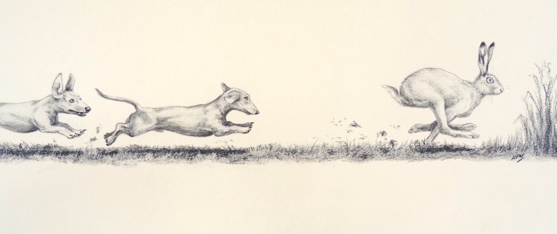sniffy-chasing-a-hare