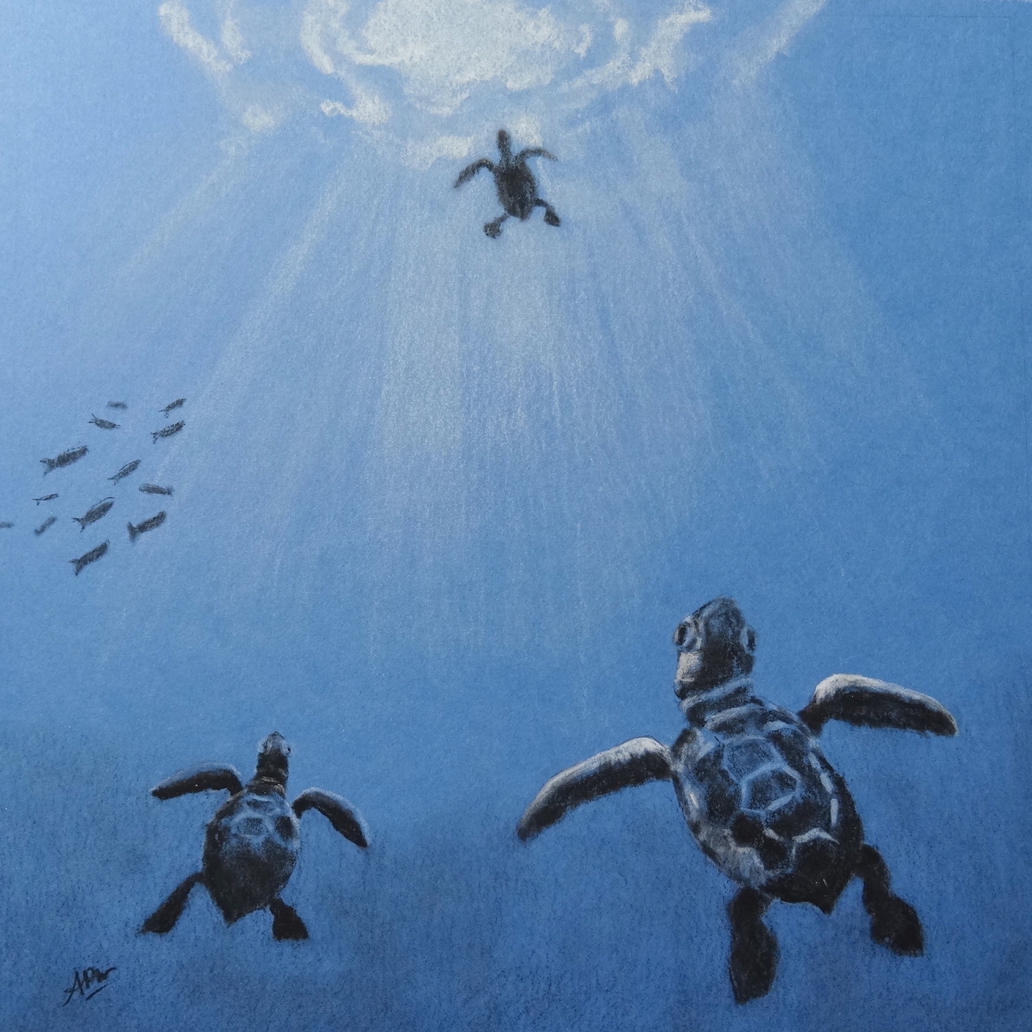 tortues-marines